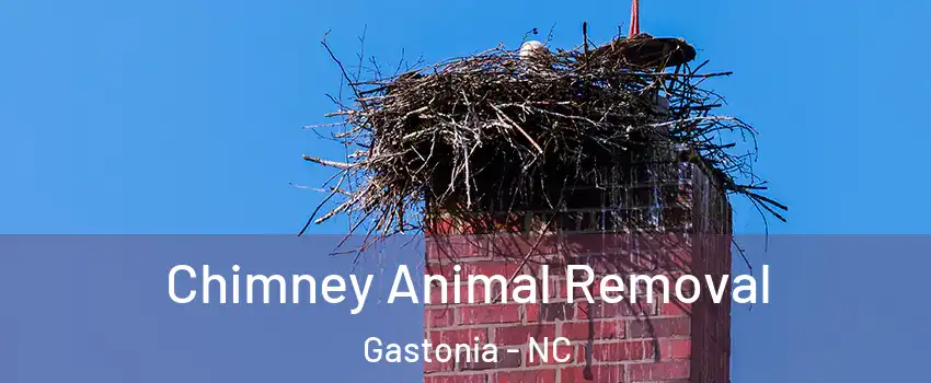 Chimney Animal Removal Gastonia - NC