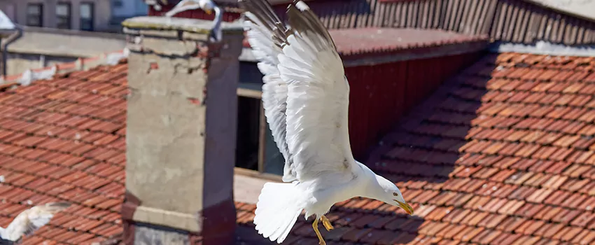 Residential Chimney Animal Removal Solution in Gastonia, NC