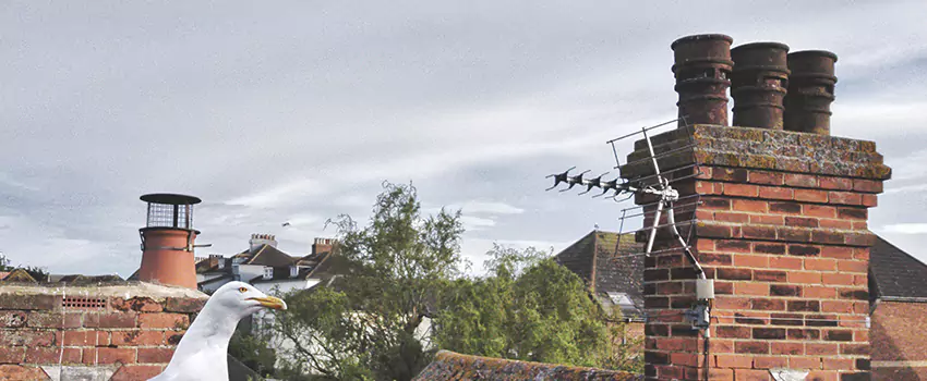 Chimney Cleaning And Restoration in Gastonia, North Carolina
